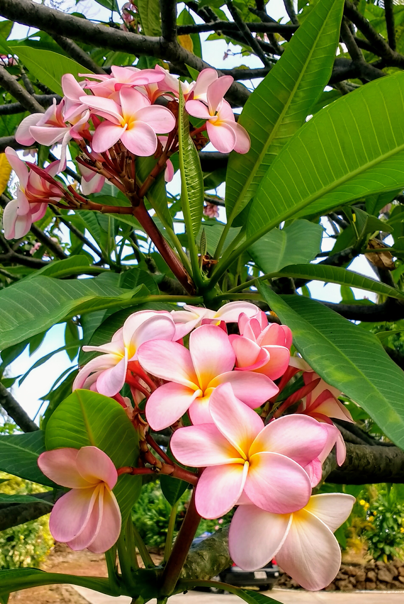 Plumeria